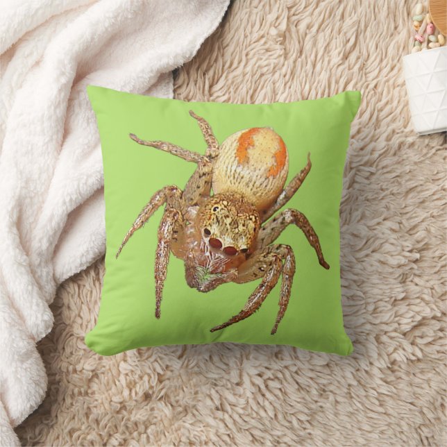 Coussin Dimorphic Jumping Spider (Maevia inclemens) (Couverture)