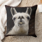 Coussin Drame de lama – Je t'ai à l'œil (Couverture)