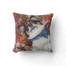 Drôle, mignon, regard de corgi