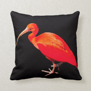 Coussin Écarlate IBIS