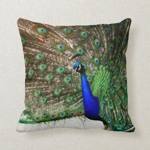 Coussin Écran Peacock Homme
