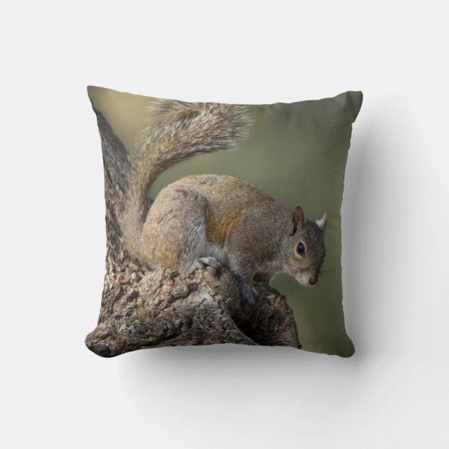 Coussin Écureuil gris de l'Est, ou écureuil gris (Recto)