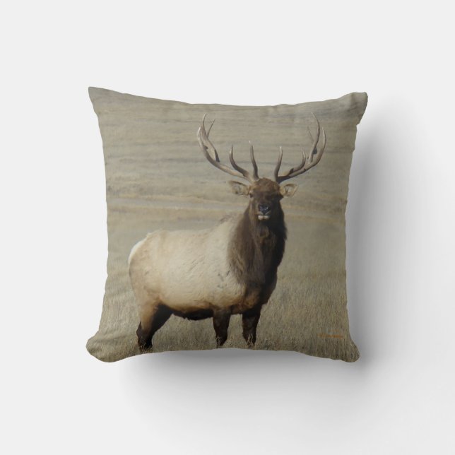 Coussin Élan mâle E46 Gros Taureau (Recto)