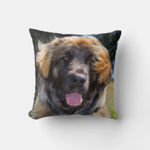 Coussin États-Unis, Californie. Portrait de Leonberger ass