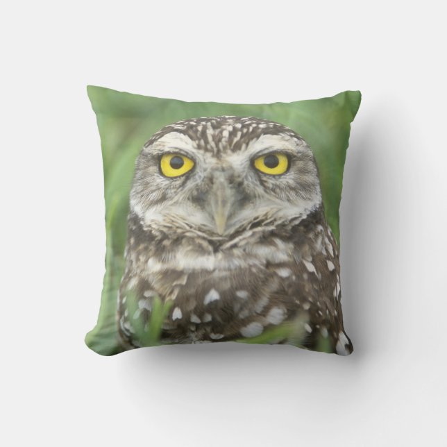 Coussin États-Unis, Floride, Cape Coral, Hibou des terrier (Recto)