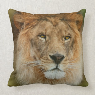 Coussin Fin majestueuse de lion de l'Afrique du Sud