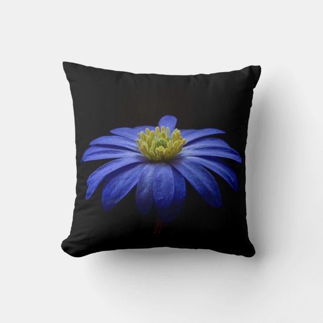 Coussin Fleur de Gerbera Daisy bleue sur fond noir (Recto)