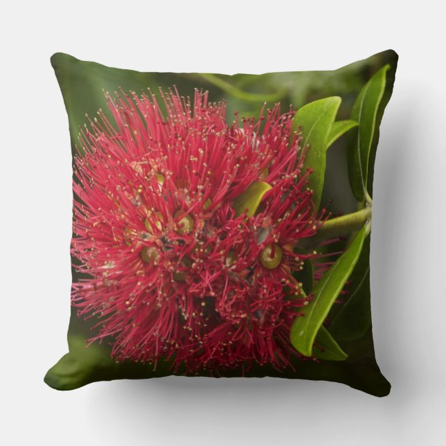 Coussin Fleur de Pohutukawa, Dunedin (Recto)