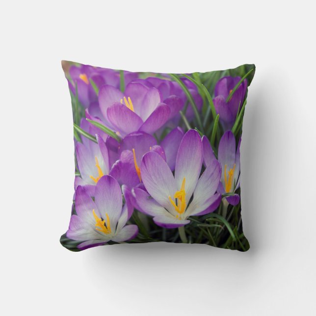 Coussin floral pourpre de fleurs de crocus de (Recto)
