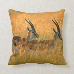 Coussin Gazelle de Thomson
