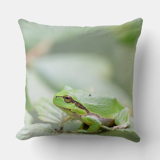Coussin Grenouille d'arbre européenne dans le carreau vert (Recto)