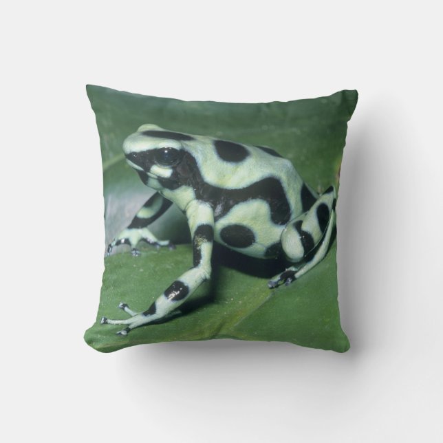 Coussin Grenouille flèche empoisonnée, (Dendrobates auratu (Recto)