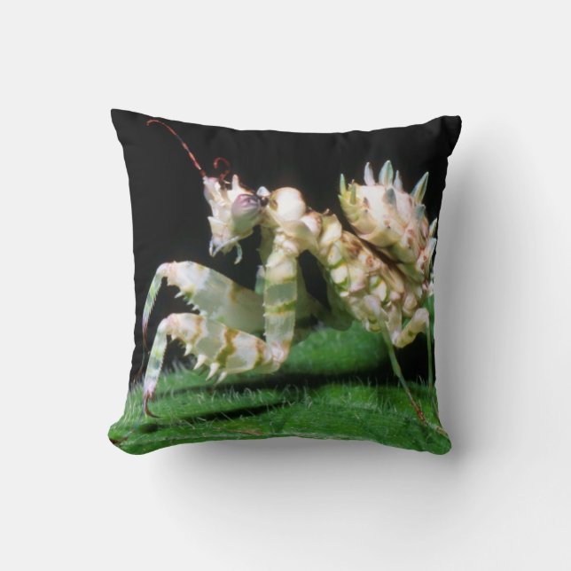 Coussin Gros plan de la mante Hottentot (Recto)