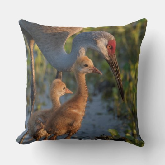 Coussin Grue de Sandhill avec poussins, Floride (Recto)