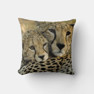 Coussin Guépard, Acinonyx jubatus, avec son petit dans le