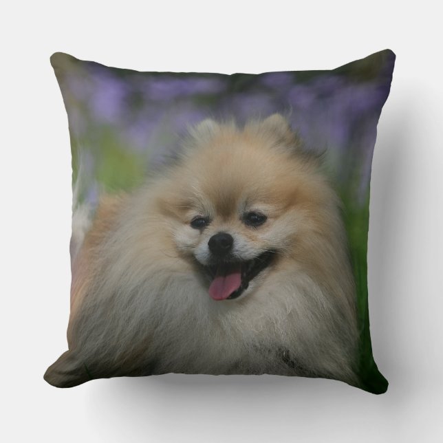 Coussin Halètement de Pomeranian (Recto)