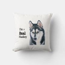 coussin hasky