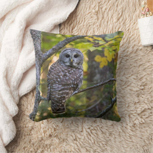 Coussin Hibou moyen-duc en automne   Comté d'Alger, MI