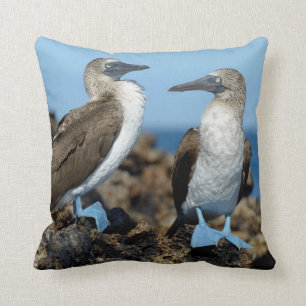 Coussin Îles Galapagos, île d'Isabela