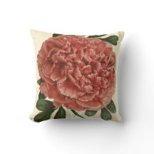 Illustration Antique Botanique de Pivoine sur Cous