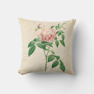 Coussin Illustration botanique de Rosa indica