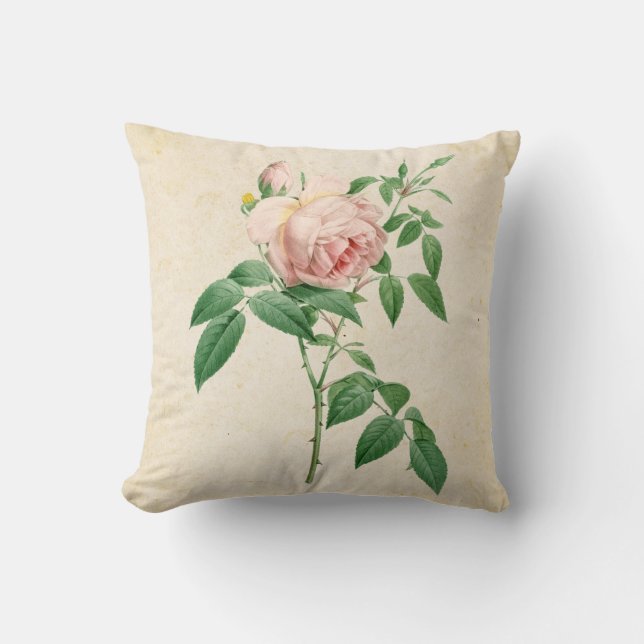 Coussin Illustration botanique de Rosa indica (Recto)