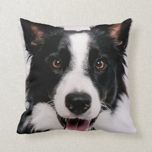 Coussin Images de Getty   A border collie de sourire