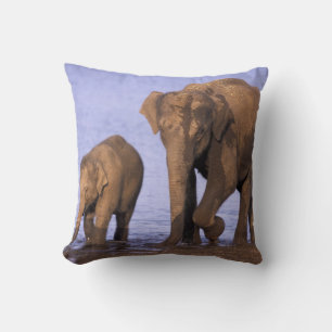 Coussin Inde, parc national de Nagarhole. Eléphant d'Asie