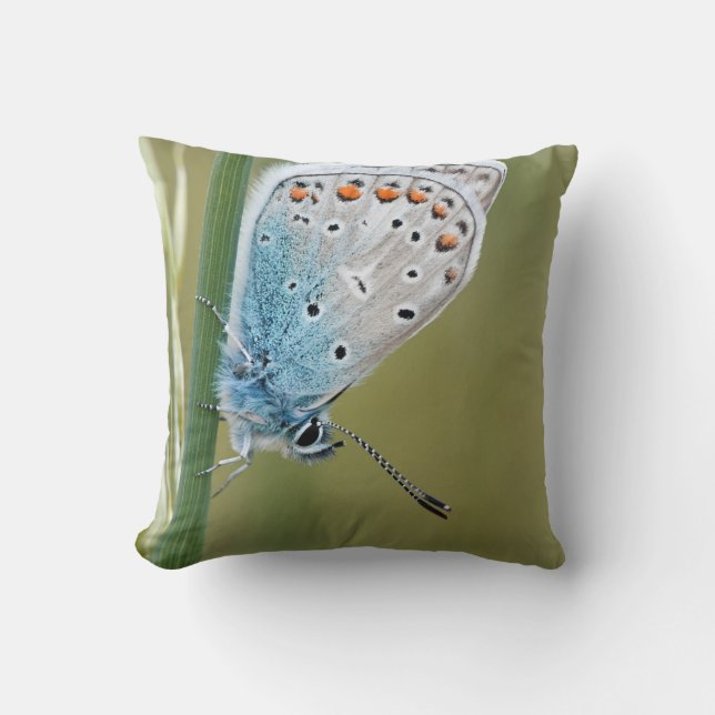 Coussin Jeter l'oreiller 16 po x 16 po (Recto)