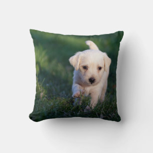Coussin Jeter l'oreiller 16 po x 16 po
