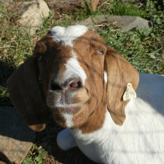 Coussin Jeter L'Oreiller Avec Photo De Chèvre