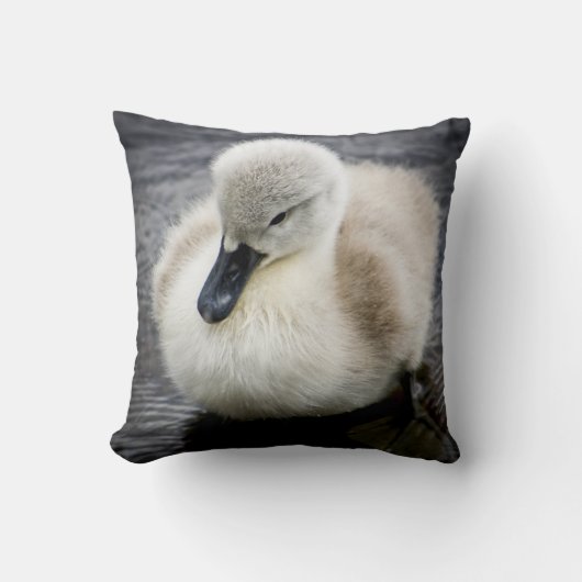 Coussin Jeune cygne du cygne | de bébé (Recto)