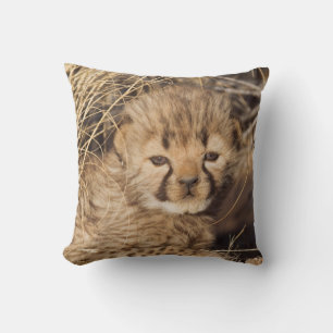 Coussin Jeune mâle de 19 jours. Namibie