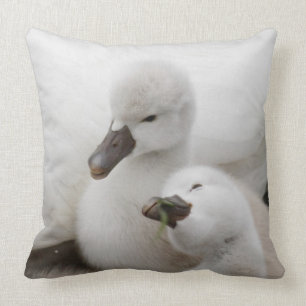 Coussin Jeunes cygnes de cygne muet