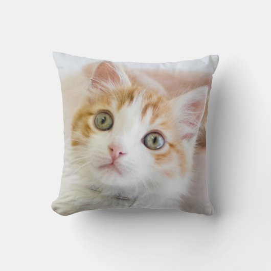 Coussin Kitty observé par bleu doux (Recto)