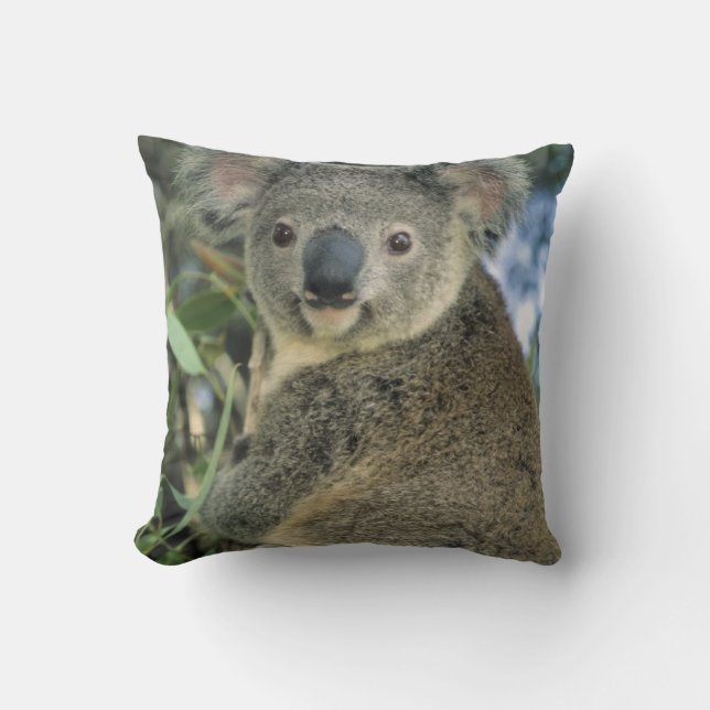 Coussin Koala, Phascolarctos cinereus), en danger, (Recto)