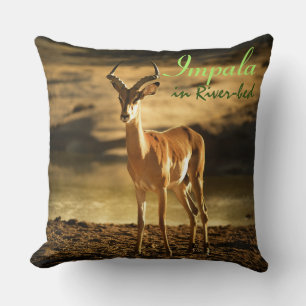 Coussin La faune africaine Impala dans le lit de la rivièr
