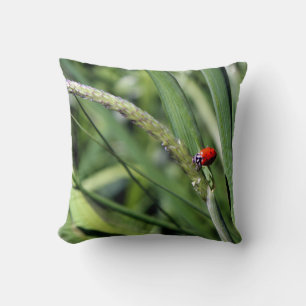 Coussin Ladybug (Coccinellidae)