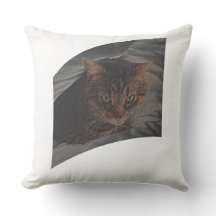 Laisse reposer le chat