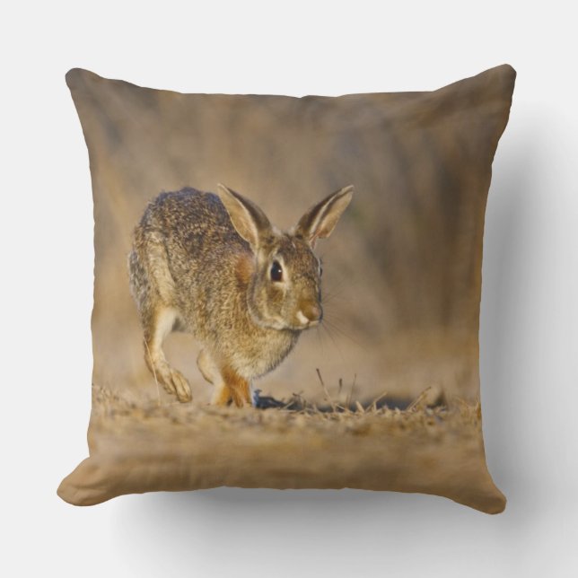 Coussin lapin à queue blanche de l'est sautant (Recto)