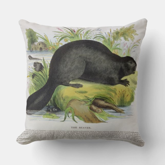 Coussin Le castor, pub éducatif d'illustration. par le S (Recto)