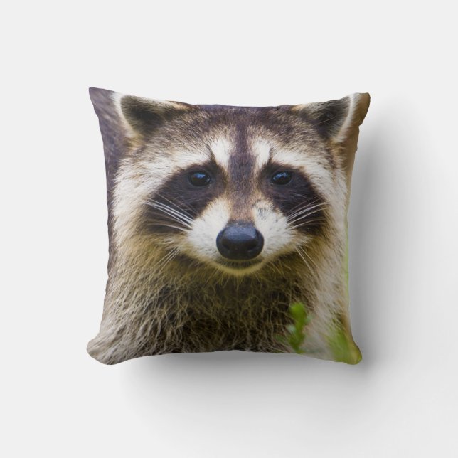 Coussin Le raton laveur, Procyon lotor (Recto)