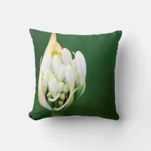 Coussin Lily africaine, Praecox d'Agapanthus, Cap