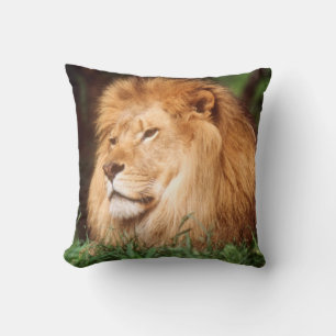 Coussin Lion adulte mâle