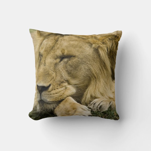 Coussin Lion d'Afrique, Panthera leo, allongé endormi (Recto)