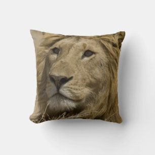 Coussin Lion d'Afrique, Panthera leo, Portrait d'un