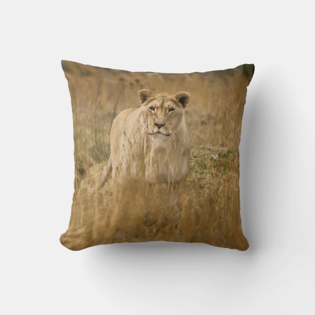 COUSSIN LIONNEUR DANS LA GRASSE (Recto)