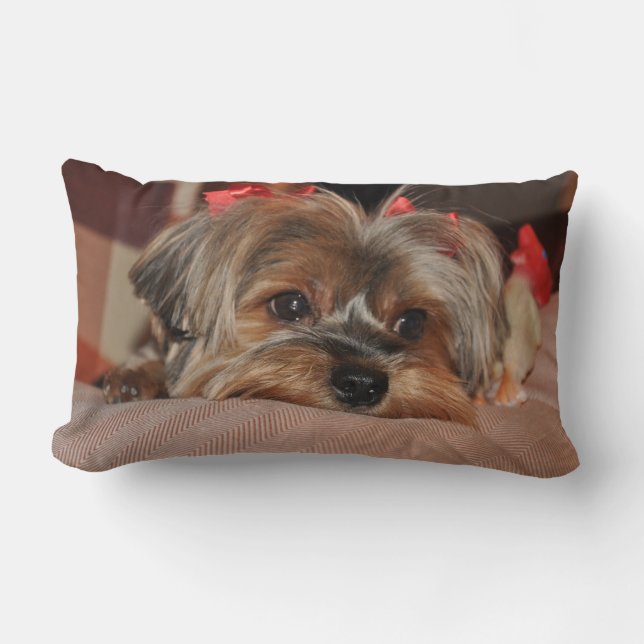 Coussin lombaire de chiot de Yorkshire Terrier (Recto)