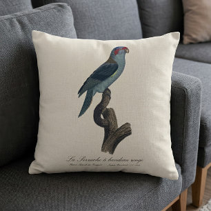 Coussin Loriquet à tête bleue, Trichoglossus concinnus