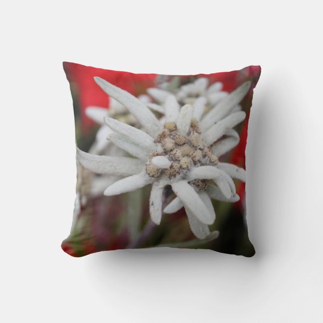 Coussin Lovely Edelweiss Leontopodium nivale (Recto)
